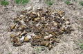 toads