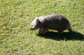 wombat