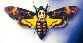 Death's Head Moth