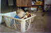 Basket with Bear.jpg (35356 bytes)