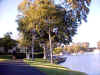 _0051.jpg (56943 bytes)
