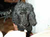 My pooch -----> Hank!