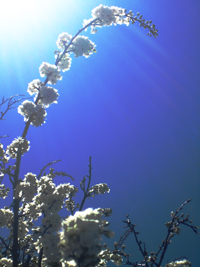 Home Page Image