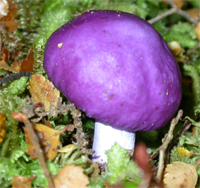 Home Page Image