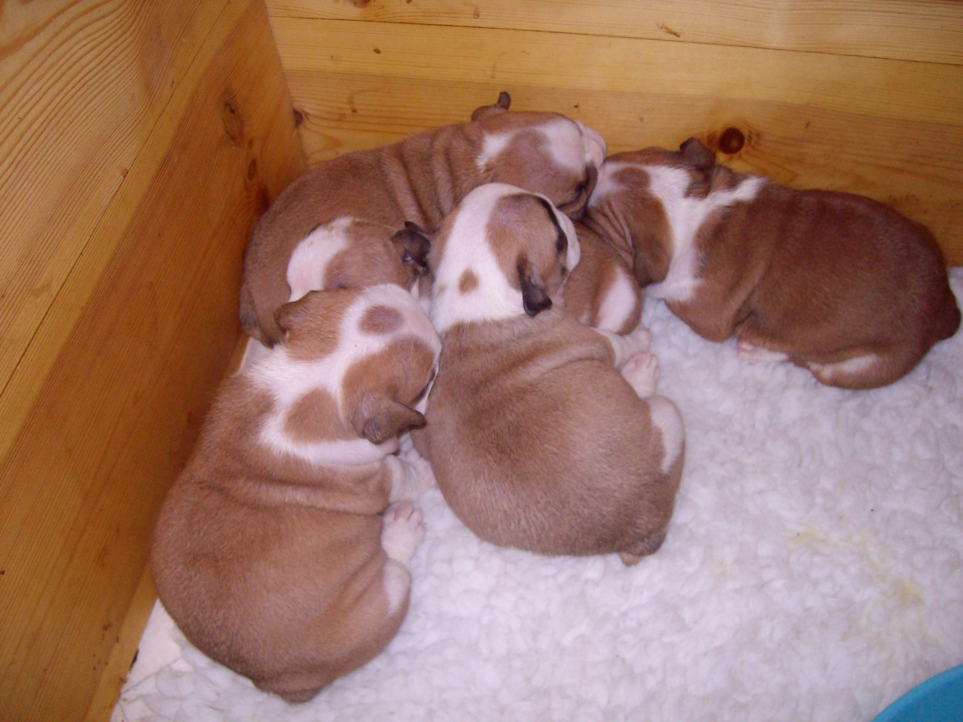 Tailor's Litter