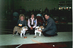 Amy winning best of breed 