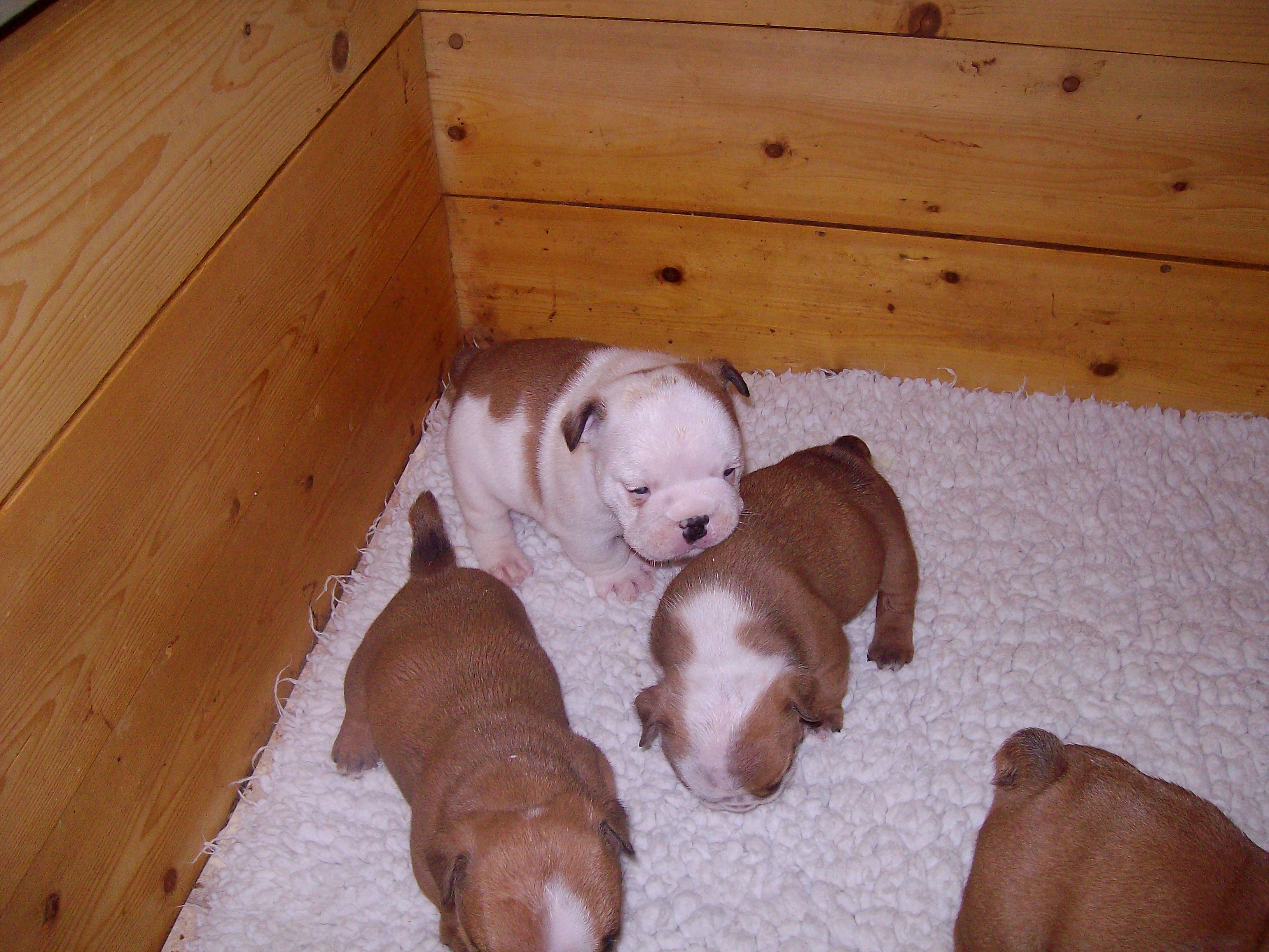 Ellie's Puppies 