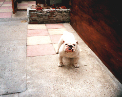 Sibley Sally White Snow