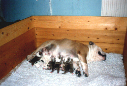 Tammy feeding her pups