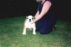 Jaminic Reclemation as a pup