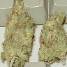 bud1.jpg (86031 bytes)