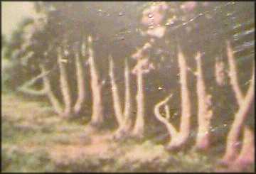 LA ILAHA ILLALLAH