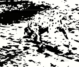 dog.jpg (85954 bytes)