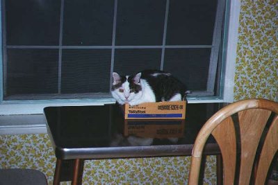 Biffy in a tiny Fancy Feast box