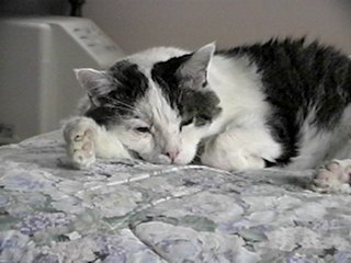 Biffy on the bed