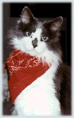 Fluffy with a bandana