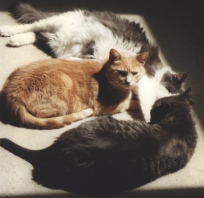 Sandy with Fluffy and GrayC