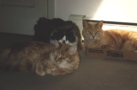 Sandy with Fluffy and Sweet Baby