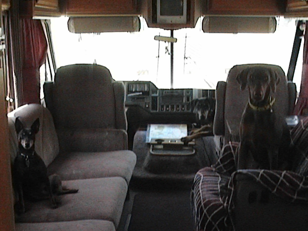 3 dogs in a van