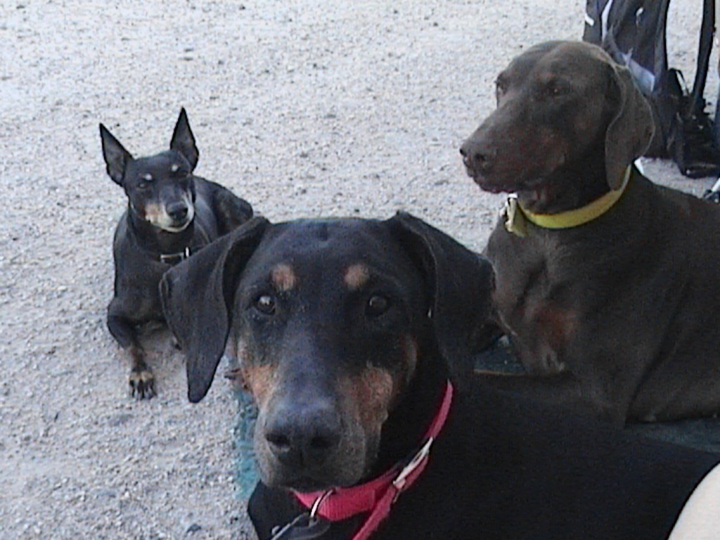 Jack, Indie, Asia