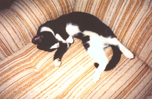 My lovely cat Baby
