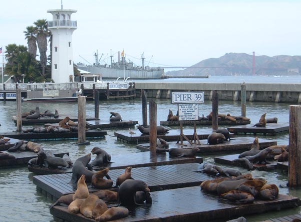 Sealions