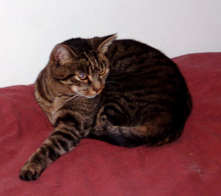 Wilba