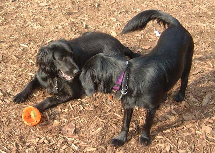 Sadie and Polly