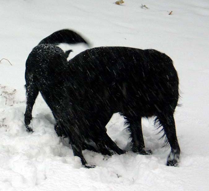 Dogs in the snow
