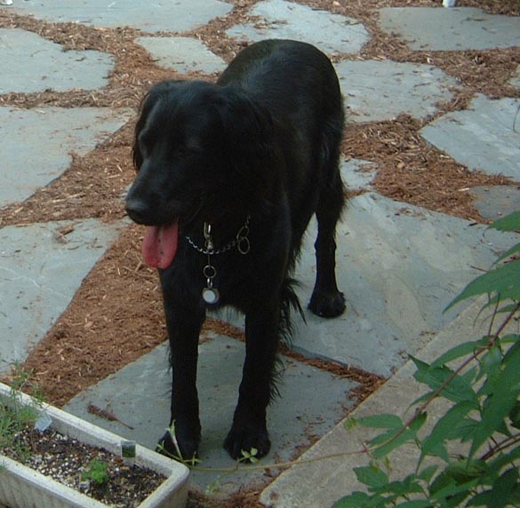 Sadie