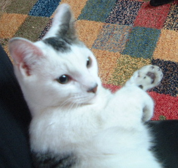 Jefke