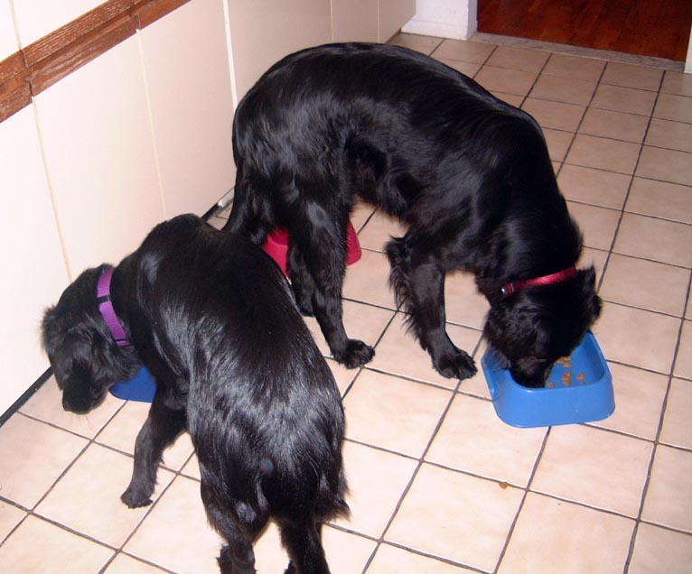 Dogs eating