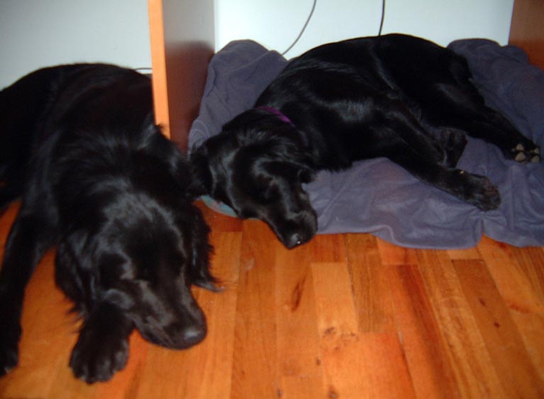 Dogs sleeping