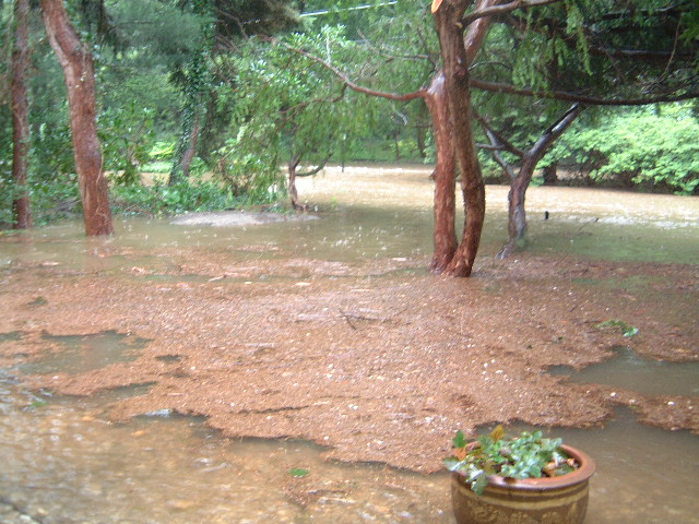 swamp