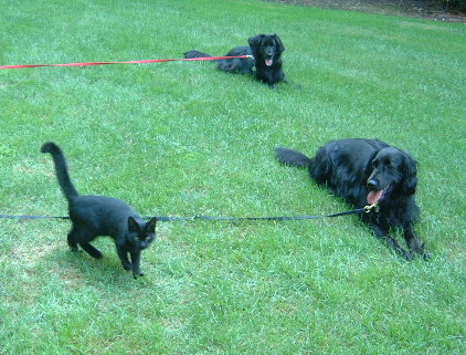 Black Pets