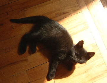 new kitty
