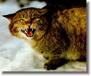 Wildcat