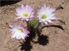 blooming cactus