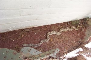 king snake