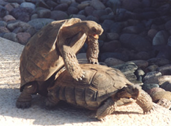 Tony and Schatzie