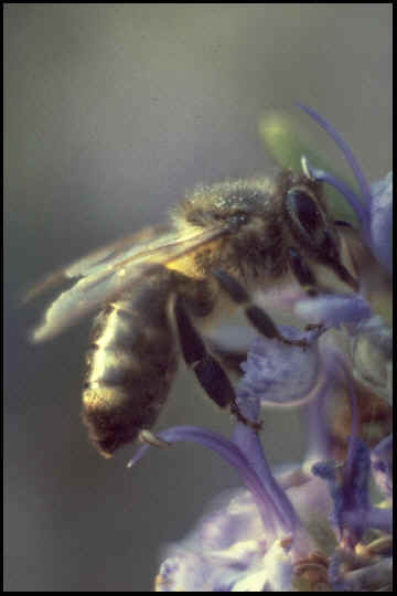 Bee
