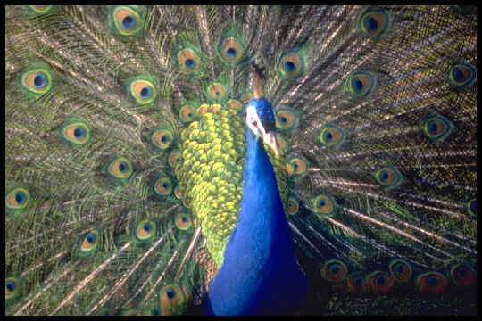 Peacock