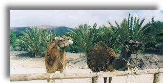 Camels