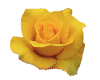 yelllowrose