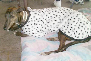 Aerostar came in her spiffy new coat