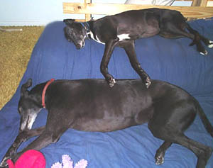 SHY AND BEAUFORD