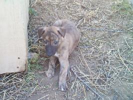 CUTE PUPPY FACE