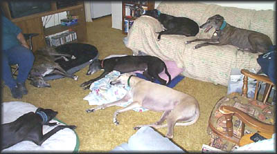 A HOUSE FULL OF GREYS