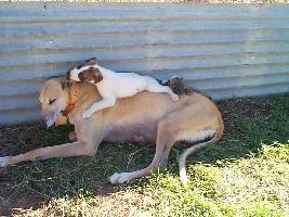 Irish was such a good mommy, even when Sebastion decided she was a jungle gym