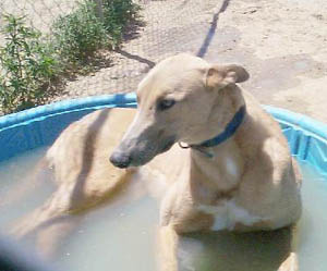 Bodacious loves to bask in the sun in his pool